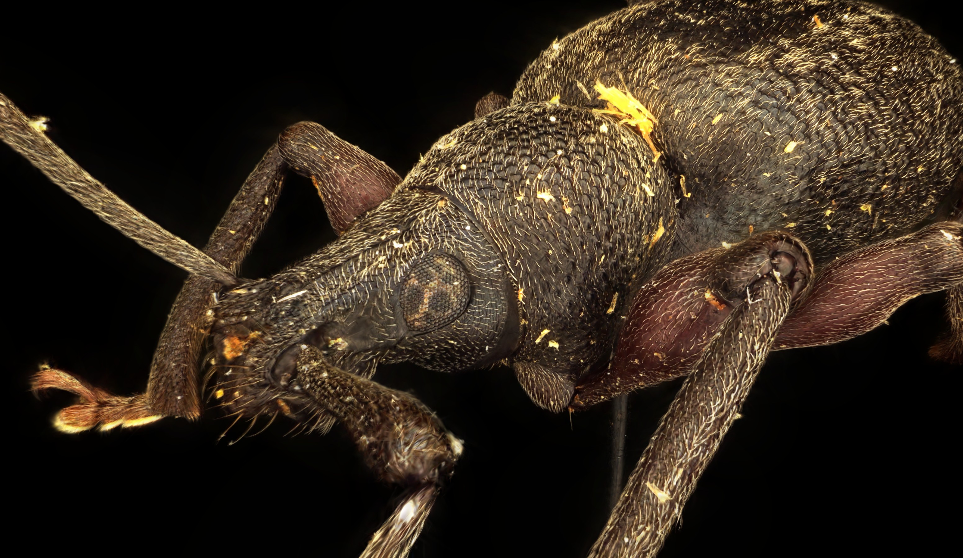 Ruesselkaefer 1 Vorschau