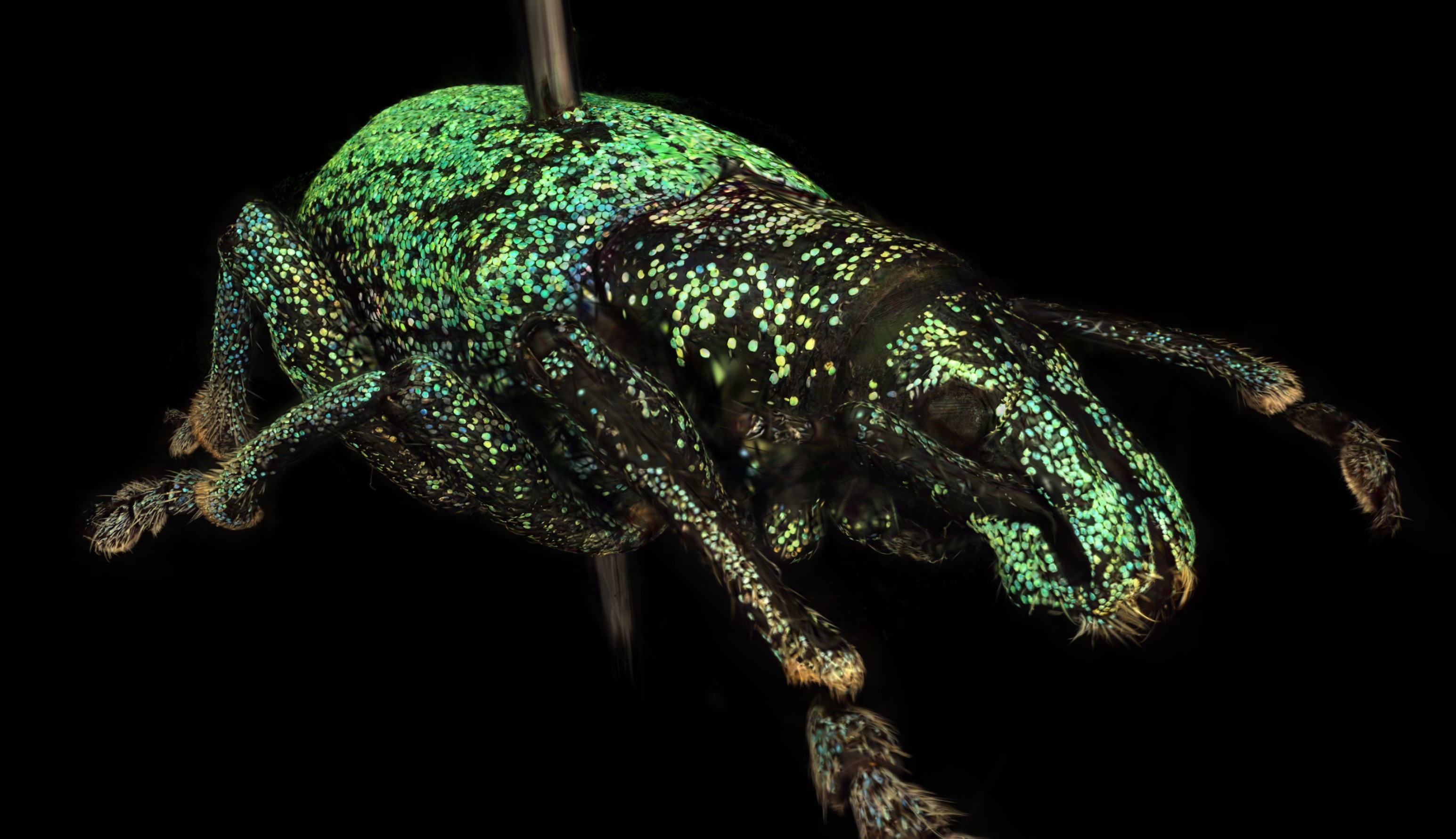 Ruesselkaefer 2 Vorschau